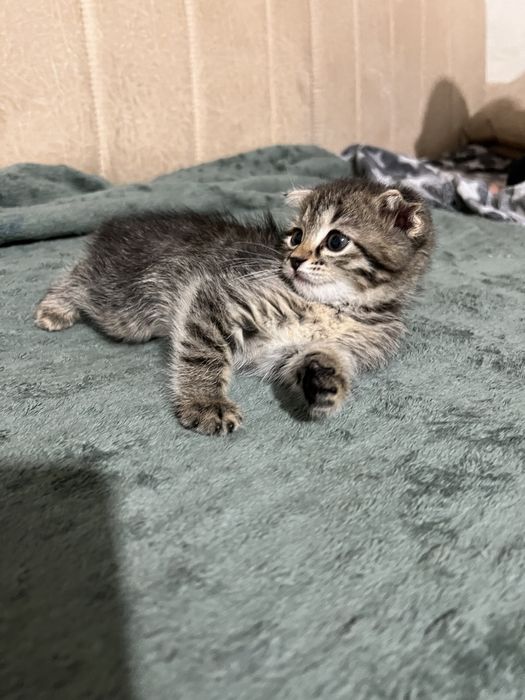 Котенок вислоухий