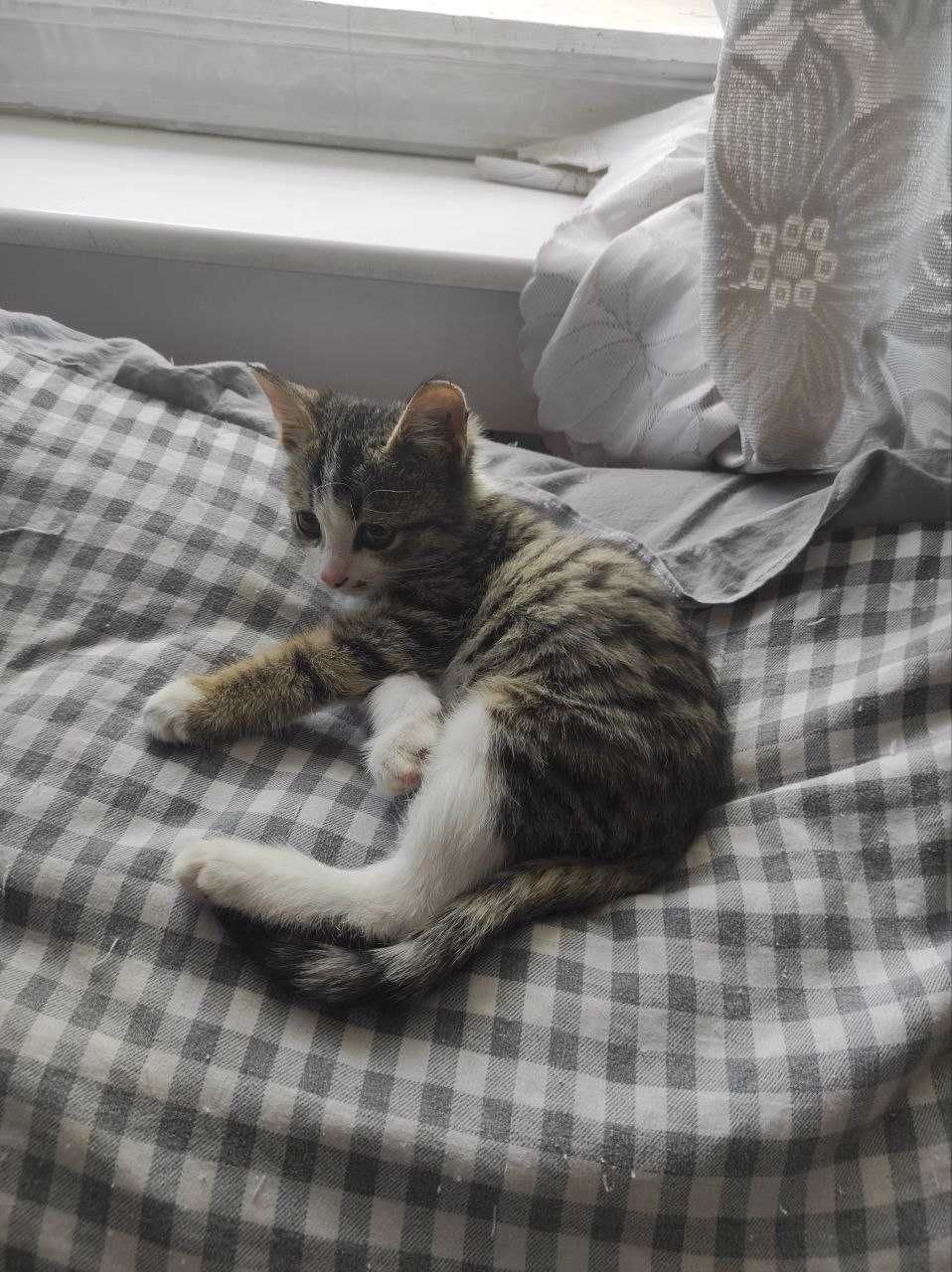 Продаю красивого кота