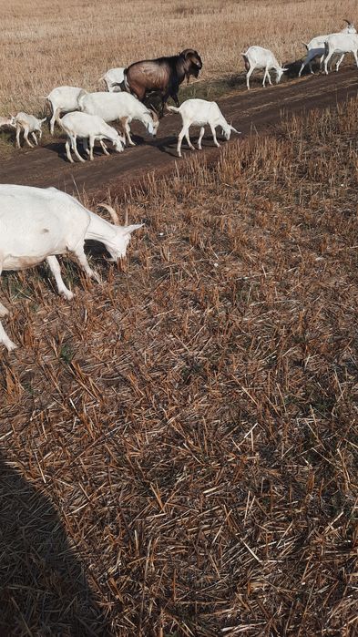 Capre metis saanen si tap anglonubian