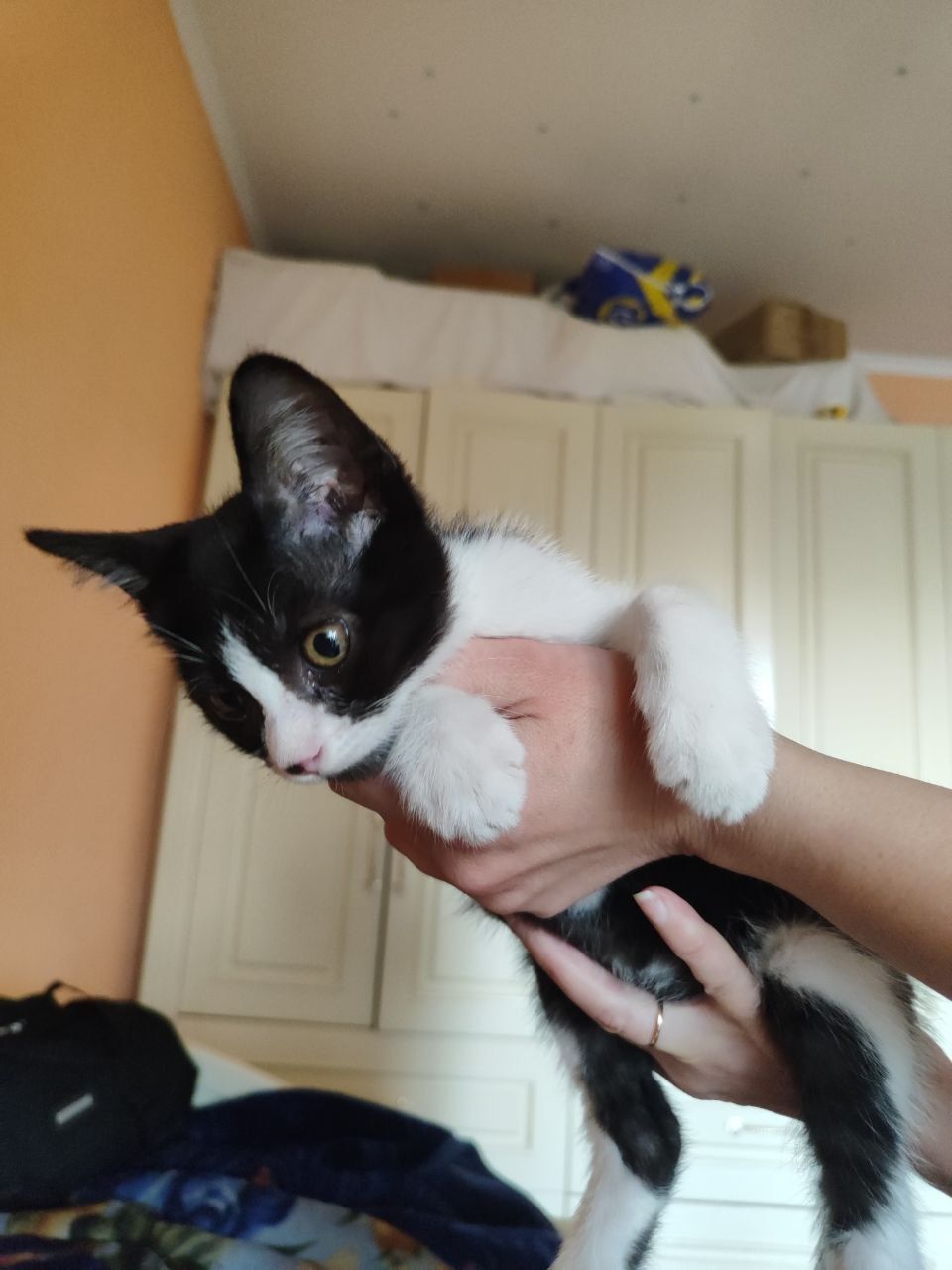 Отдам даром котенка