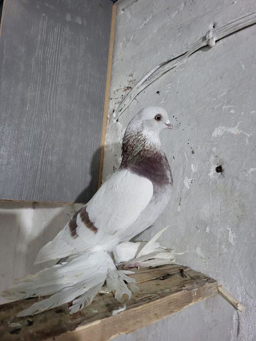 ОСЫ  Тасман сатылады