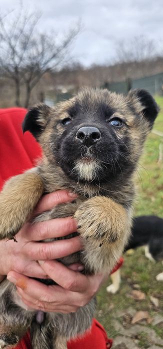 Donez 7 puiuți de căței. Căței se pot lua Gratis