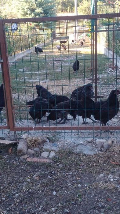 Cocosi și găini australorp