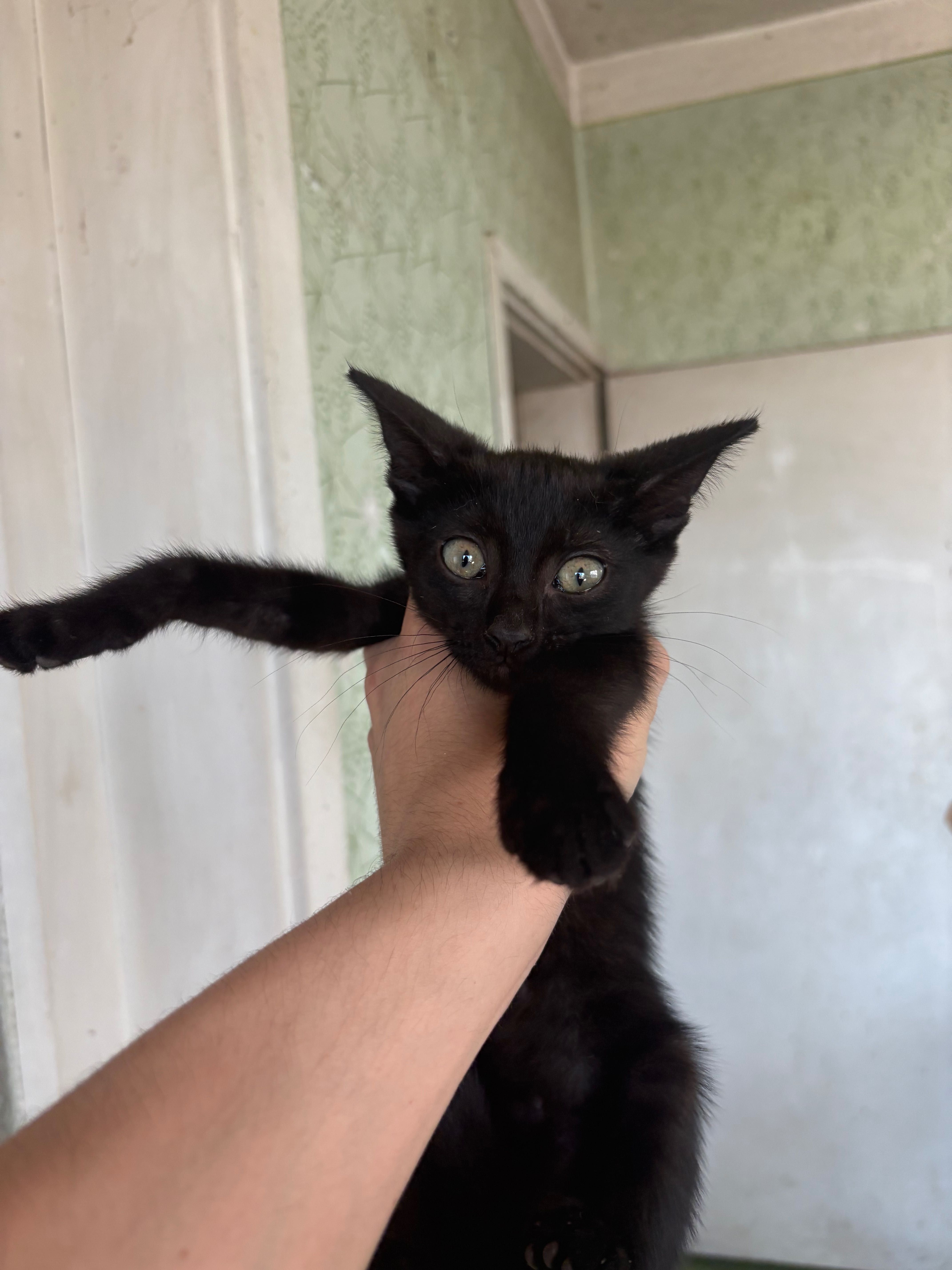 Котенце рядка порода