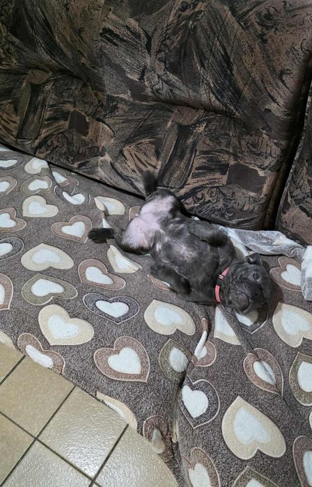 Френски булдог ви очаква