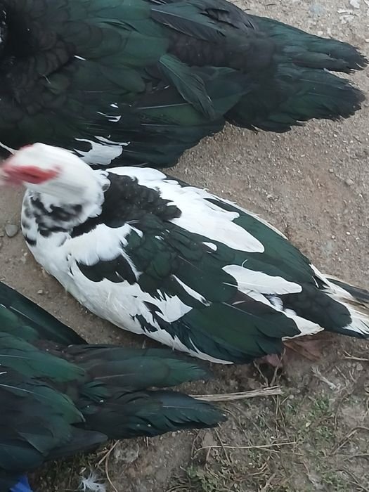 Vând rațe lesești