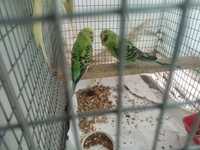 Волнистые попугаи чехи