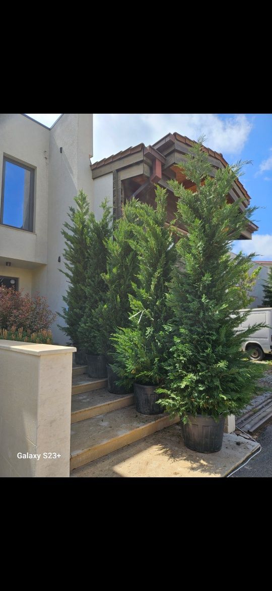 Vând leylandii de calitate superioara