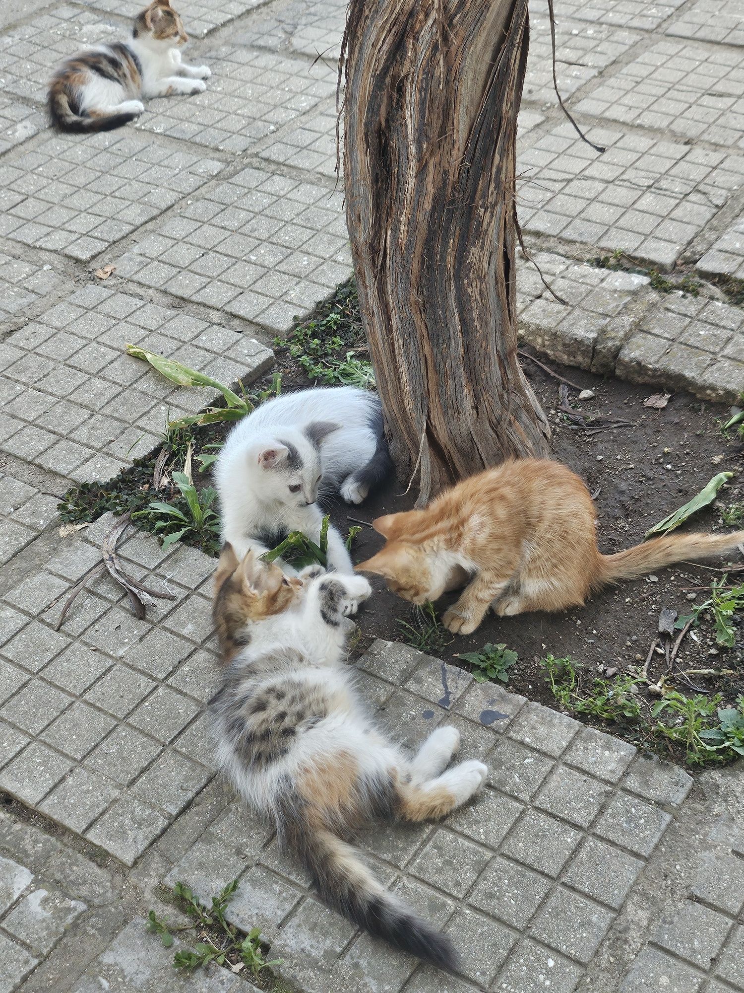 Подарявам котенца