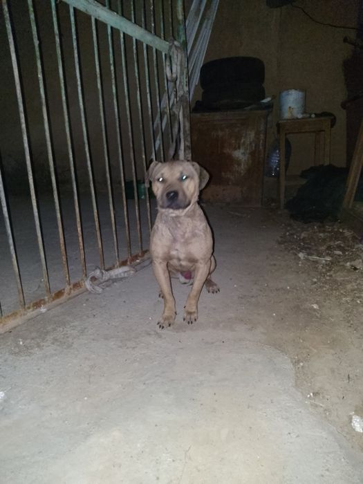 Stafr kuchuk sotiladi