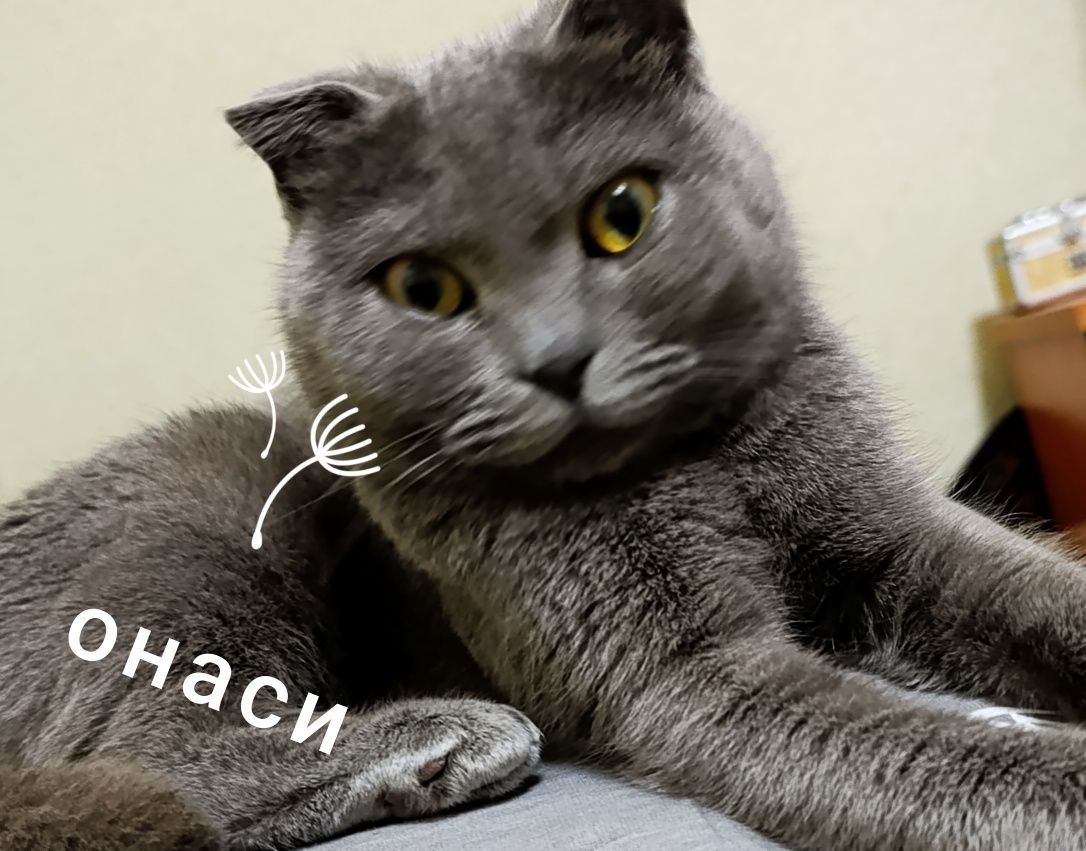 Scottish fold мушукчалар сотилади