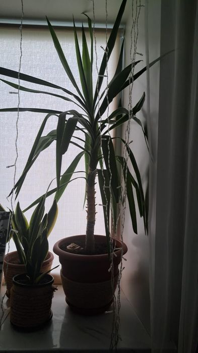 Продам комнатное растение Юкка