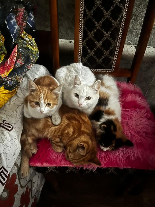 Отдам котят два мальчика и девочку