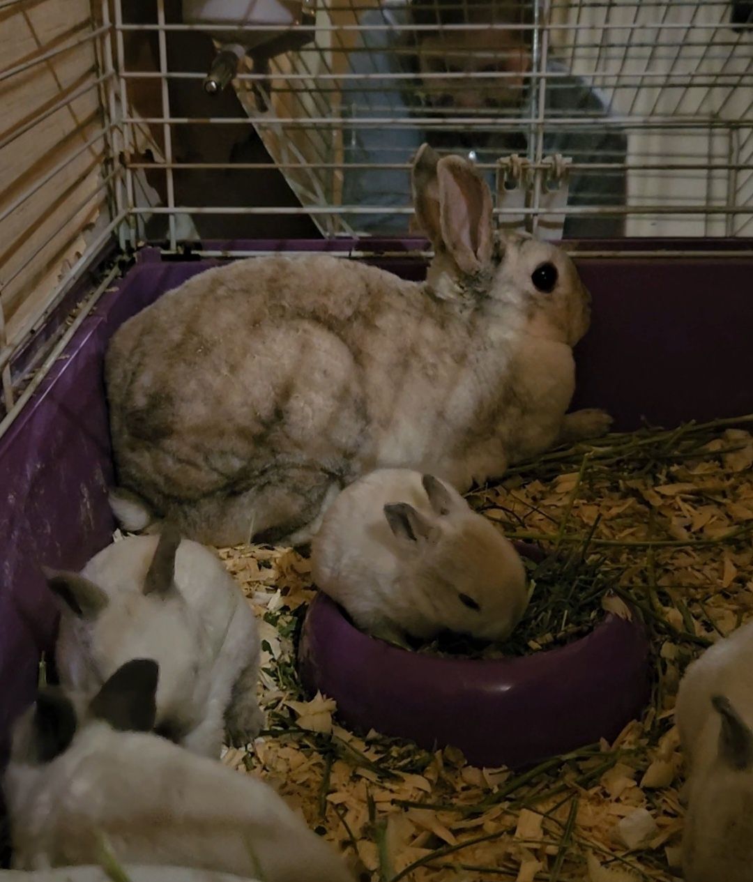 Кролики плюшевые карликовые декоративные