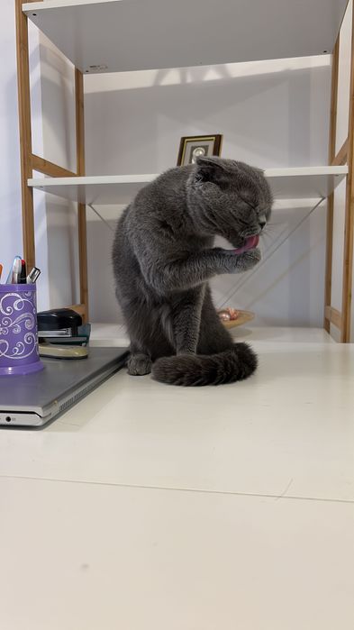 Donez pisici british shorthair