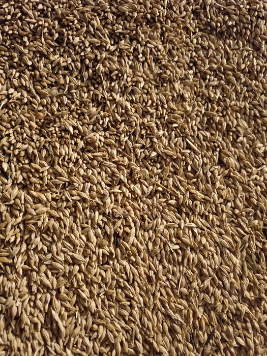 Продам семенной ячмень, урожай 2025г.