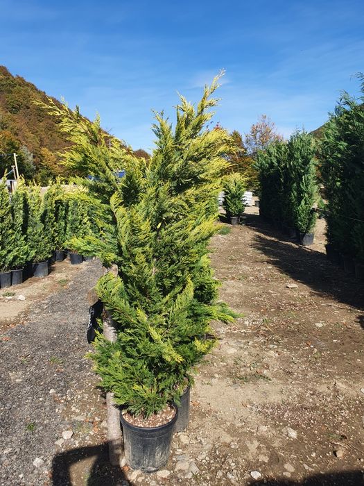 Plante ornamentale diferite specii și înălțimi