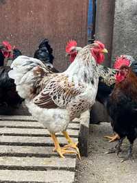 Vand cocos Marans , Wyandotte, New Hampshire , Rhode Island , Araucana