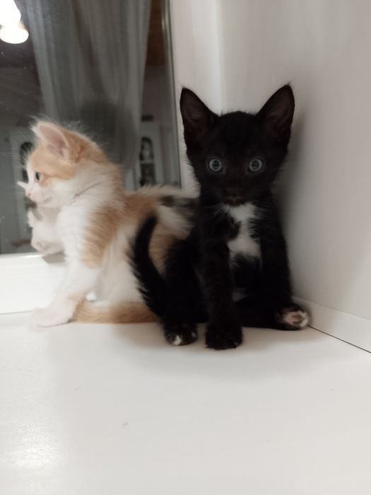 Котята ищут дом!!