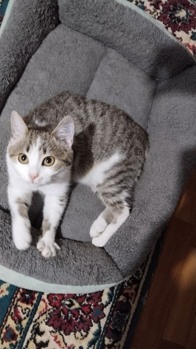 В добрые руки отдаю