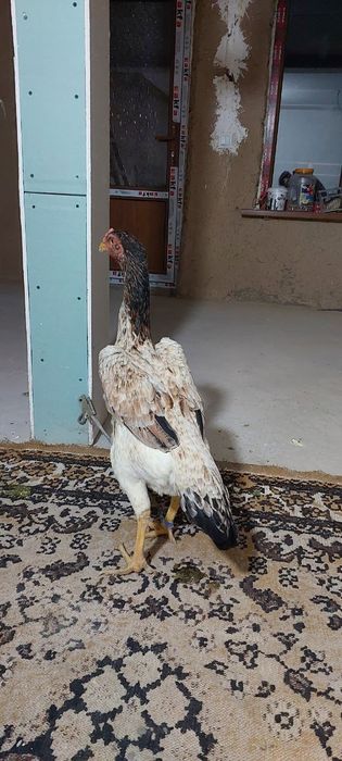 Yoshiga tòlgan tovuq