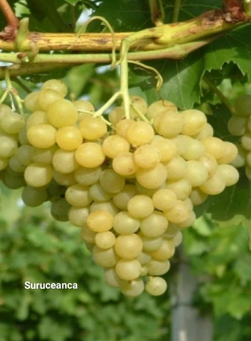 Vând Butași viță de vie Altoita și Hibrida anul 3 de vegetație