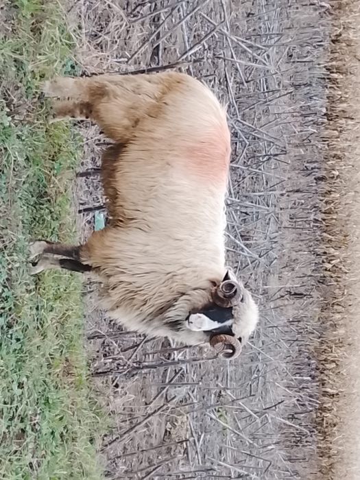 Vând un mior breaz frumos