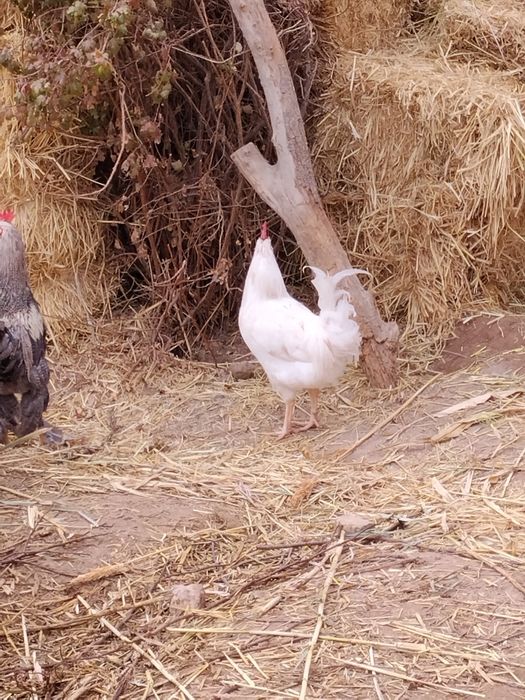 Хурозлар сотилади