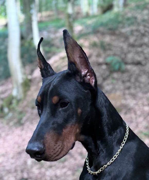 Cățeluș Doberman 9 luni