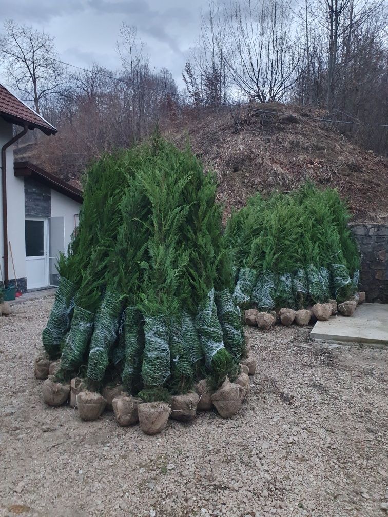 Leylandii chiparos