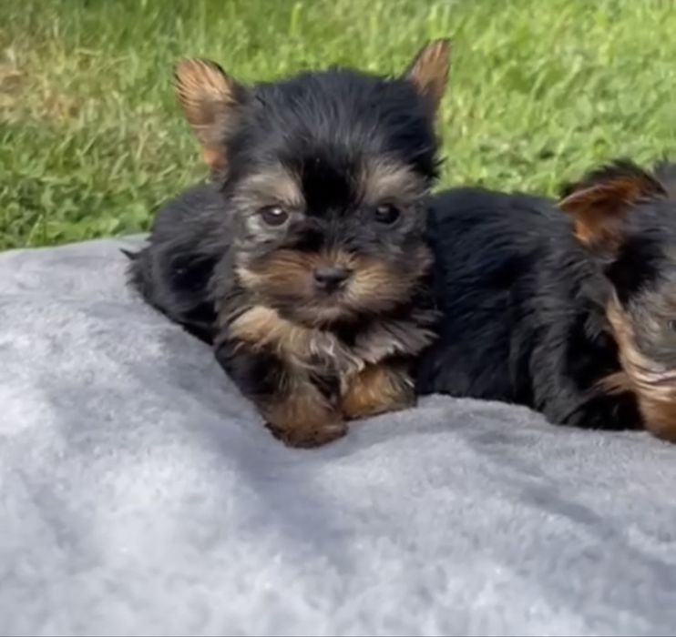Yorkshire terrier mini toy
