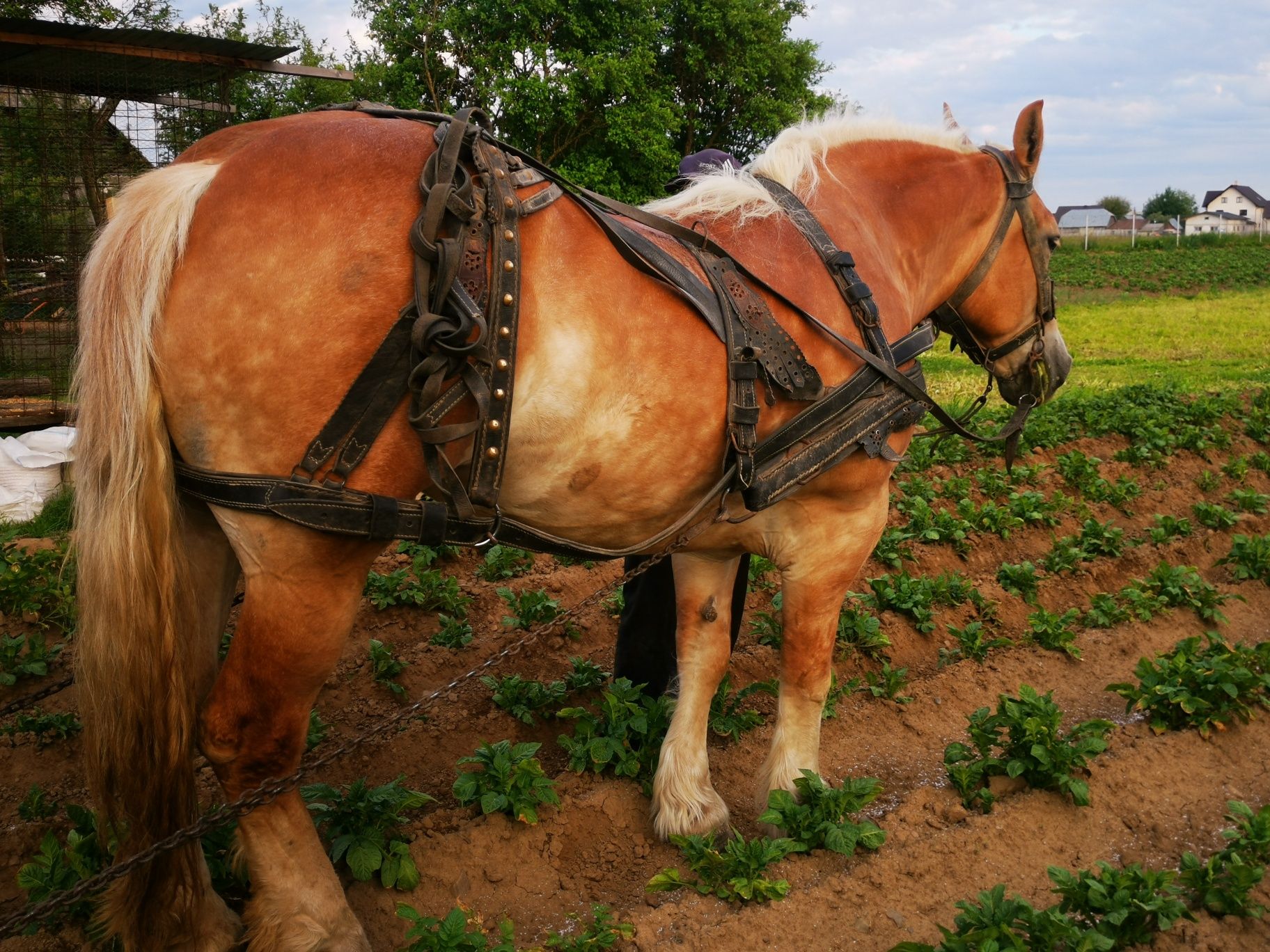 Vând iapă foarte bună