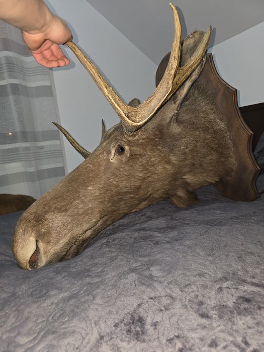 Trofeu bust elan / moose