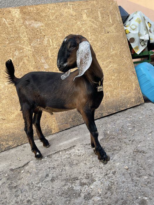 Vand tap anglonubian din parinti cu pedigree de slovacia