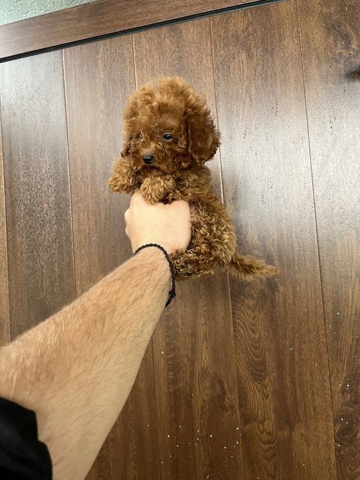 Тийкъп момичета пудел