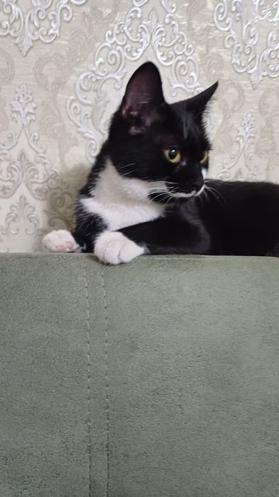 Отдам кошку бесплатно