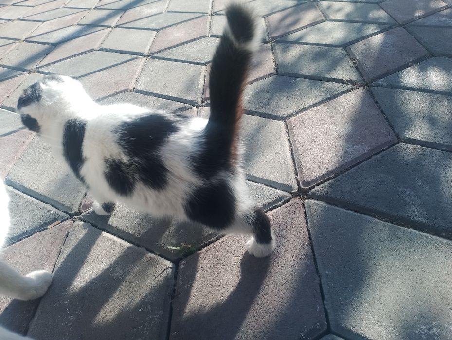 Котенок даром девочка