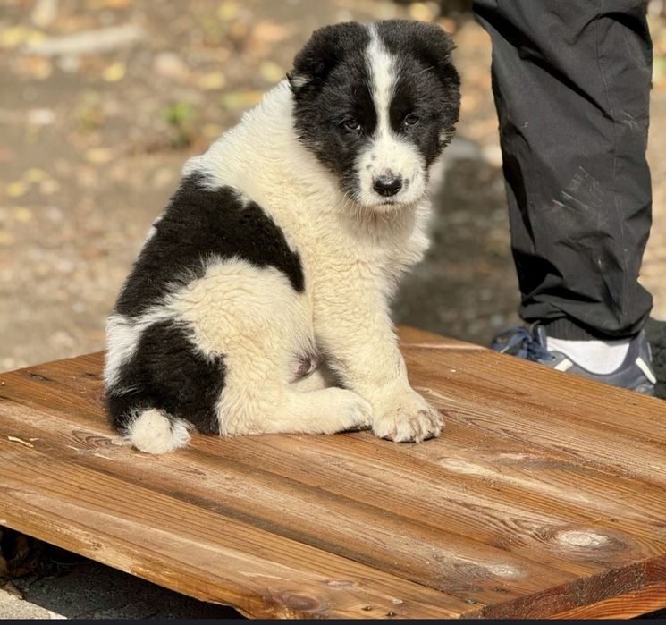 Алабай САО тобет