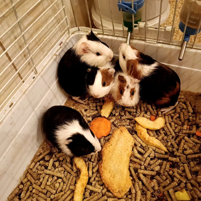 Морские свинки классные грызуны