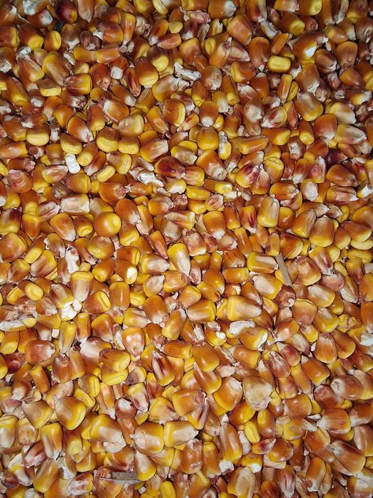 Зърно царевица реколта 2022
