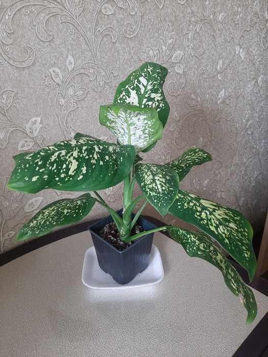 Продам комнатные цветы