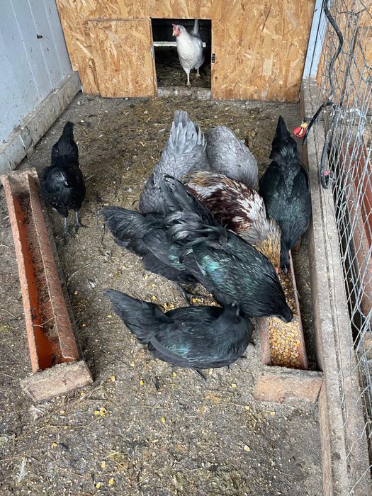 Vand gaini rasa, incetare activitate ferma.