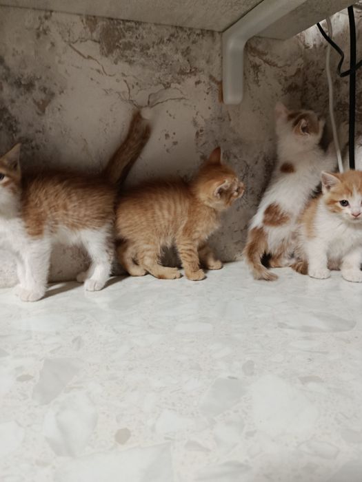 Продаются котята