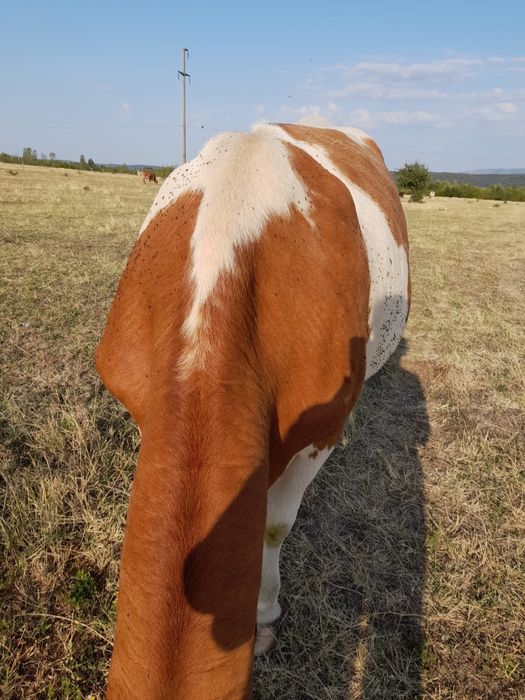 Vand vaca baltata romaneasca