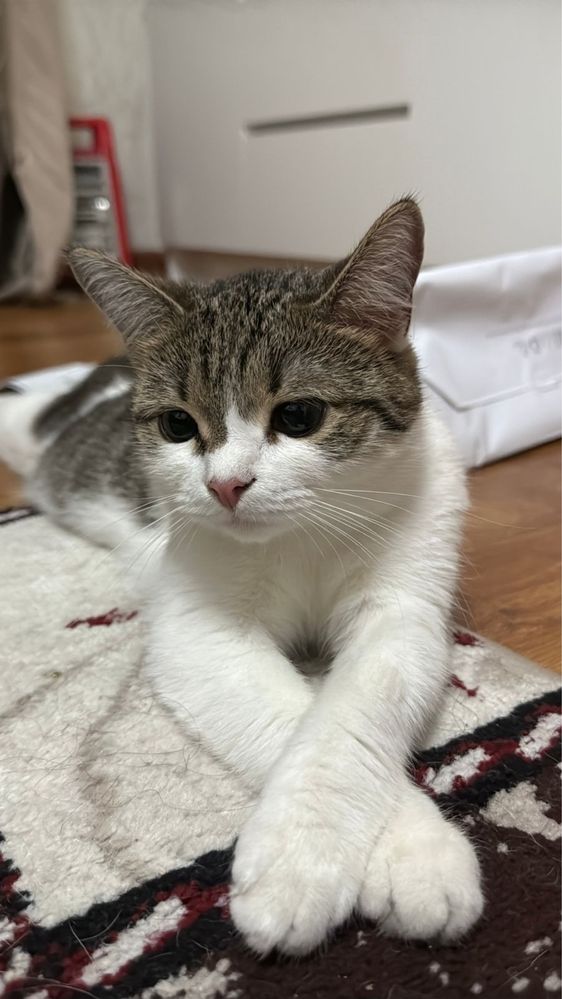 Кошка Мила ищет дом