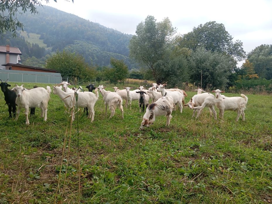 Iede de vânzare.
