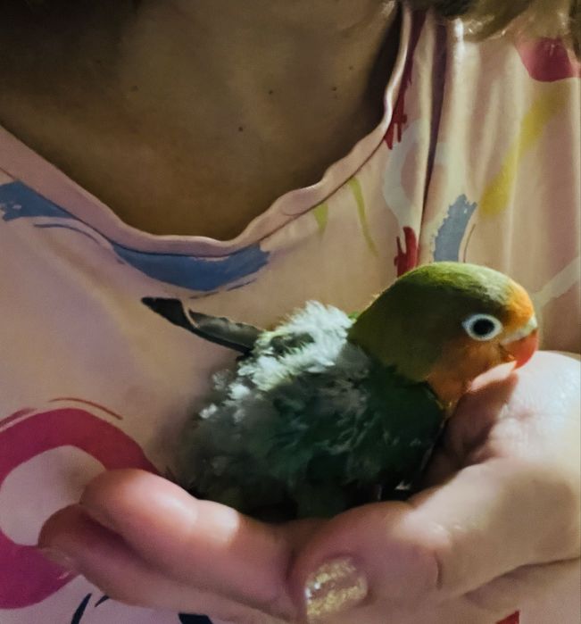Agapornis fisher pui