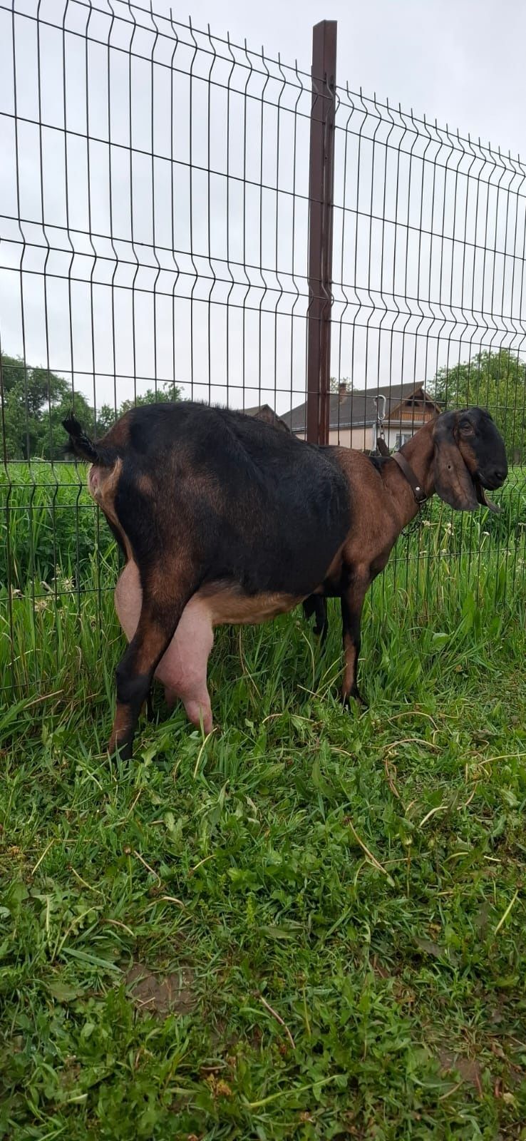 Anglonubiana 2 ani si 3 luni a 2 fatare