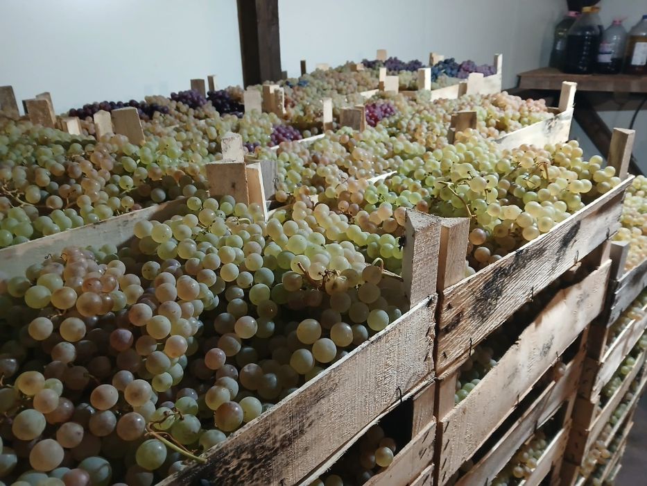 Struguri de Masa, Ceasla si Moldova, Panciu, Direct Producator