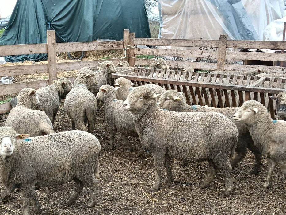 Vând 31 oii de prăsilă